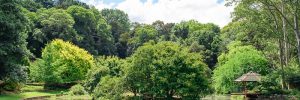 Illawarra Rhododendron Garden 600x200