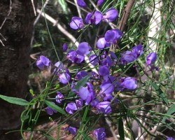 Some photos from Robyn on yesterdays walk with Judy on the way to Burning Palms