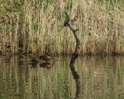 Sunbaking mallards on a Judy paddle on Mullet creek