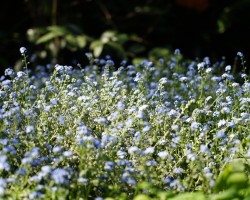 Wollongong Botanic Gardens