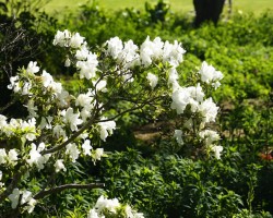 Wollongong Botanic Gardens