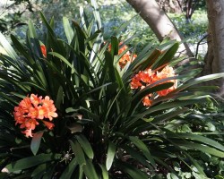 Wollongong Botanic Gardens